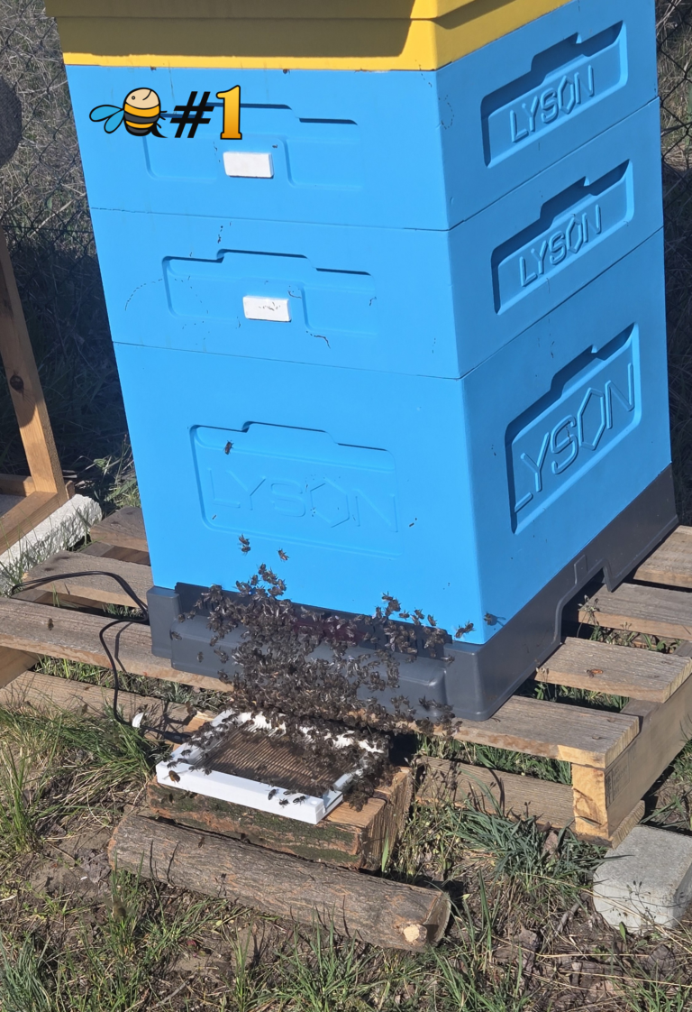 Bee venom collector buy