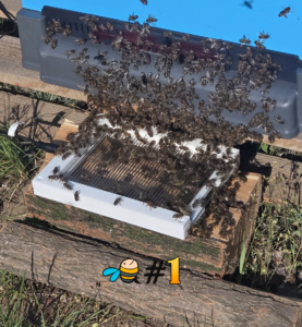 Bee venom collector buy